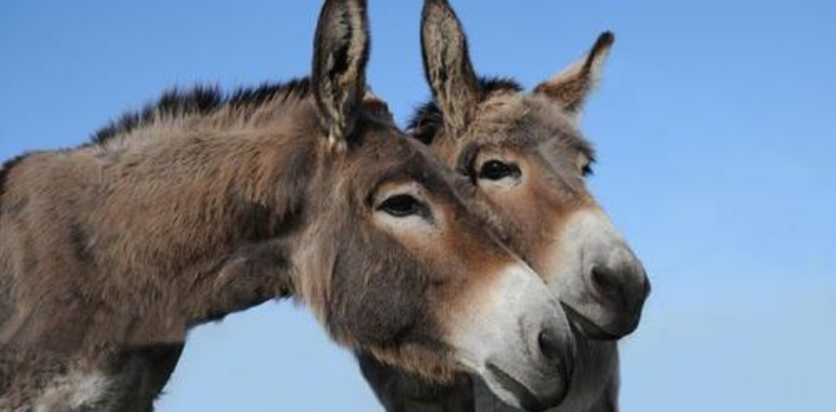 Forever Home Donkey Rescue in Benson Arizona